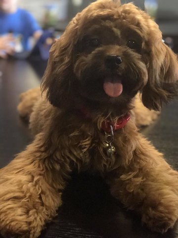 Kenzi - Poodle + Shih Tzu Dog