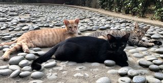 Hachiko with siblings Miyako and Koneko