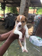 Peanuto - Mixed Breed Dog