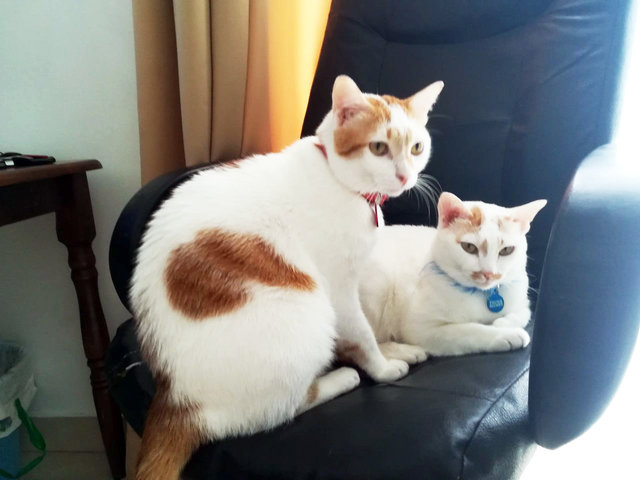 Winter And Mufasa - Domestic Short Hair Cat