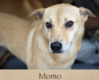 Momo - Mixed Breed Dog