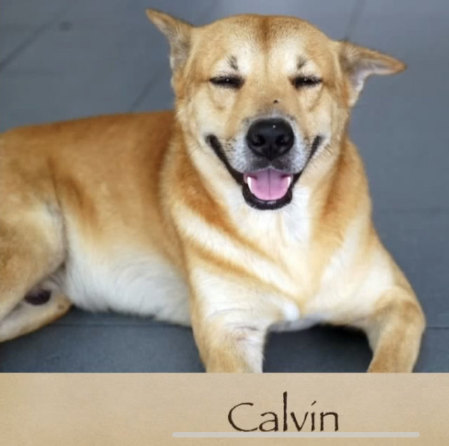 Calvin - Mixed Breed Dog