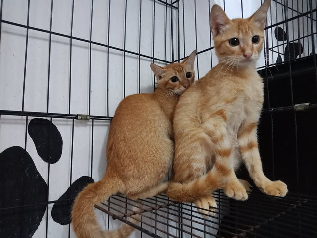 2 Orange Kittens - Domestic Short Hair Cat