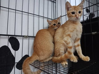 2 Orange Kittens - Domestic Short Hair Cat