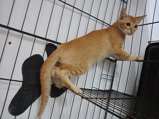 2 Orange Kittens - Domestic Short Hair Cat