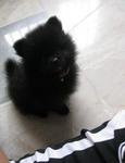 Nicky - Pomeranian Dog