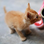 Ginger - Domestic Medium Hair Cat