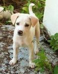 Urgent Puppy Looking For Home - Mixed Breed Dog