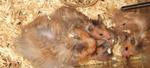 PF9642 - Syrian / Golden Hamster Hamster