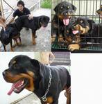 PF9645 - Rottweiler Dog