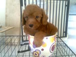 Homebred Toy Poodle Puppies - Poodle Dog