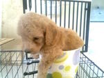 Homebred Toy Poodle Puppies - Poodle Dog