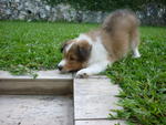 Eva - Shetland Sheepdog Sheltie Dog