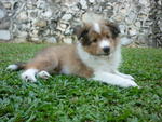 Eva - Shetland Sheepdog Sheltie Dog