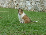 Eva - Shetland Sheepdog Sheltie Dog