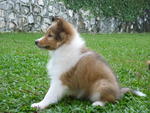 Eva - Shetland Sheepdog Sheltie Dog