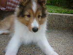 Eva - Shetland Sheepdog Sheltie Dog