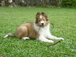 Eva - Shetland Sheepdog Sheltie Dog