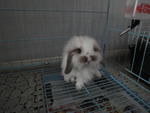 Jasper - American Fuzzy Lop Rabbit