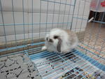 Jasper - American Fuzzy Lop Rabbit