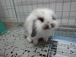 Jasper - American Fuzzy Lop Rabbit