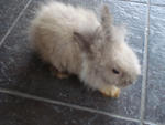 A8 - Angora Rabbit Rabbit