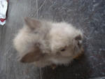 A8 - Angora Rabbit Rabbit