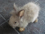 A8 - Angora Rabbit Rabbit