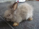 A8 - Angora Rabbit Rabbit