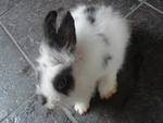 A9 - Angora Rabbit Rabbit