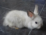 A10 - Angora Rabbit Rabbit