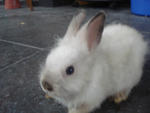 A10 - Angora Rabbit Rabbit