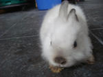 A10 - Angora Rabbit Rabbit