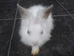 A11 - Angora Rabbit Rabbit