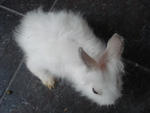 A11 - Angora Rabbit Rabbit