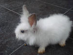 A11 - Angora Rabbit Rabbit