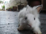 A12 - Angora Rabbit Rabbit