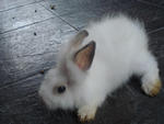 A12 - Angora Rabbit Rabbit