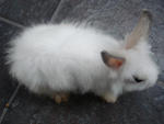 A12 - Angora Rabbit Rabbit