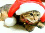 celebratng X'mas!!?