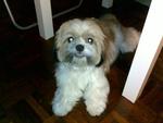 Bibi - Shih Tzu Dog