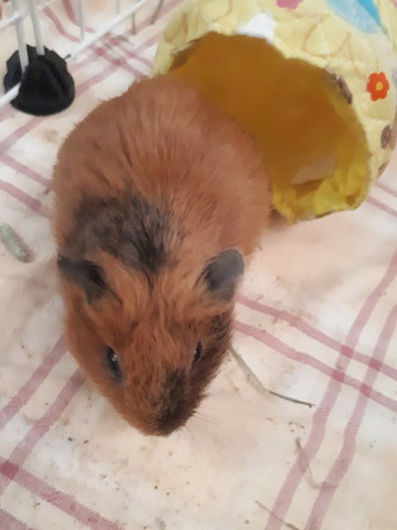 Coco - Guinea Pig Small & Furry