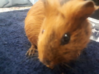 Coco - Guinea Pig Small & Furry