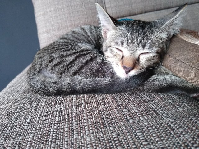 Tiger - Egyptian Mau Cat