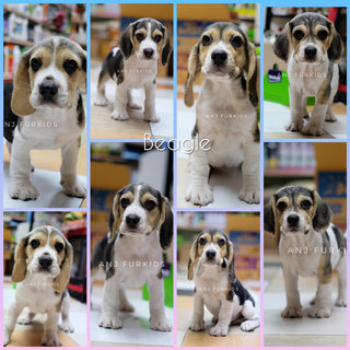 Quality Beagle Puppi3es - Beagle Dog