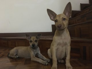 Jasper And Jannie - Mixed Breed Dog