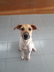 Luna  - Jack Russell Terrier Mix Dog