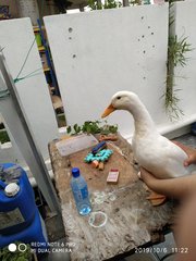 Nugget  - Duck Bird