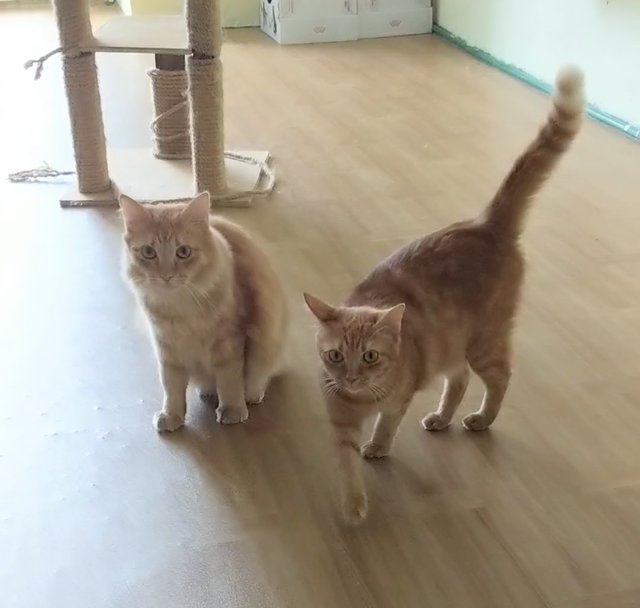 Pretty &amp; Handsome - Domestic Short Hair + Domestic Medium Hair Cat