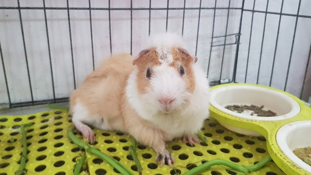 Pig Pig - Guinea Pig Small & Furry